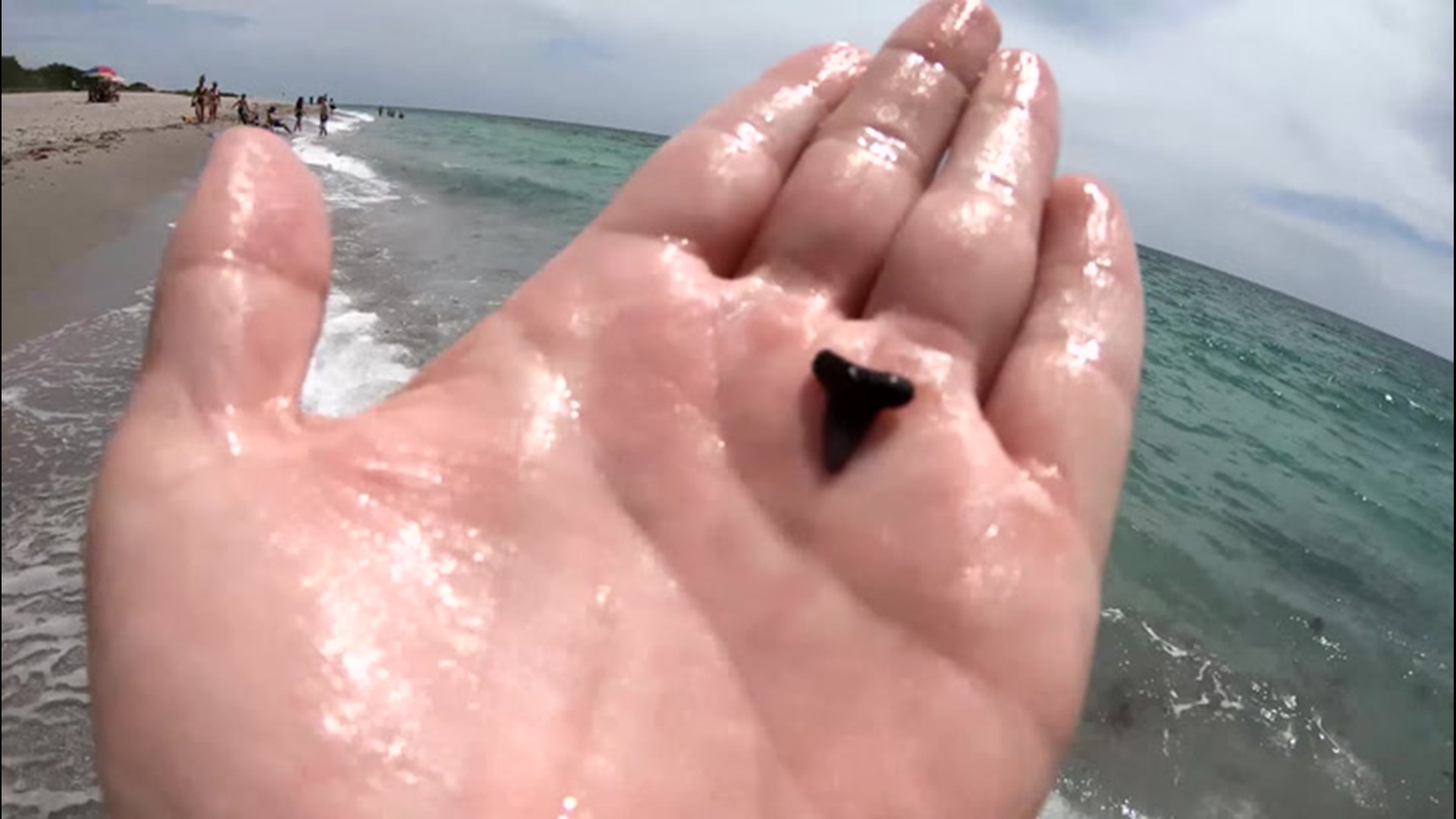 If you are planning on taking a road trip to the beach, why not make it an archaeological expedition too.  AccuWeather's Jonathan Petramala takes us to a beach just south of Sarasota, Florida, where visitors can find souvenirs millions of years old.