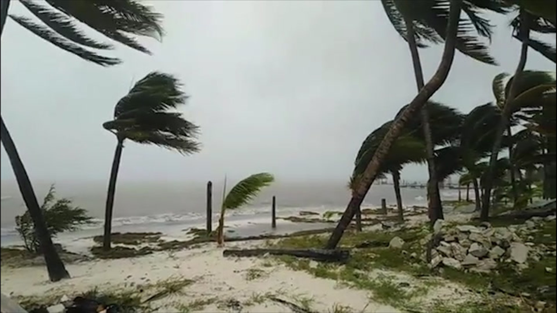 Trees were whipped around as high winds and heavy rain hit Cancún, Quintana Roo, Mexico, as Tropical Storm Gamma passed through on Oct. 3.
