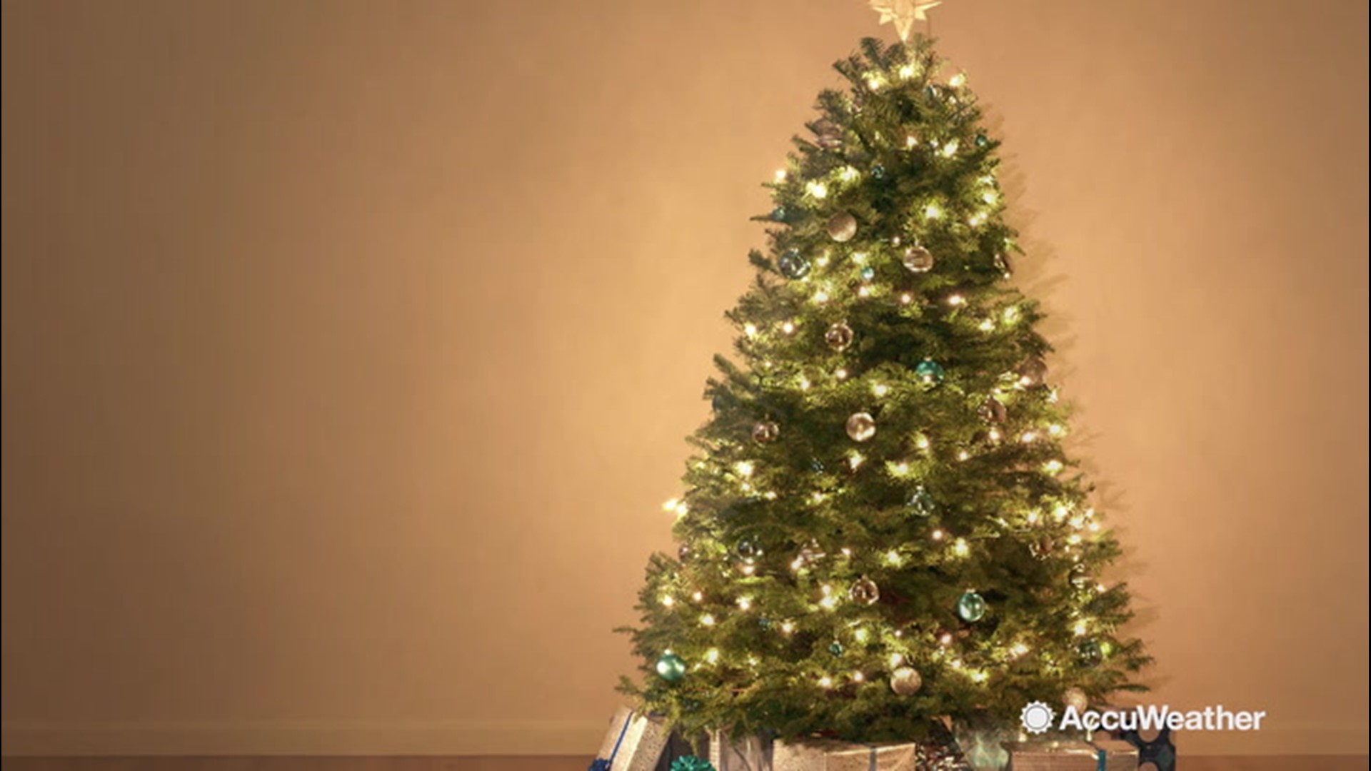 Having a tree is essential to celebrating the Christmas holiday. If you're getting a real tree, you should know which type is right for you.