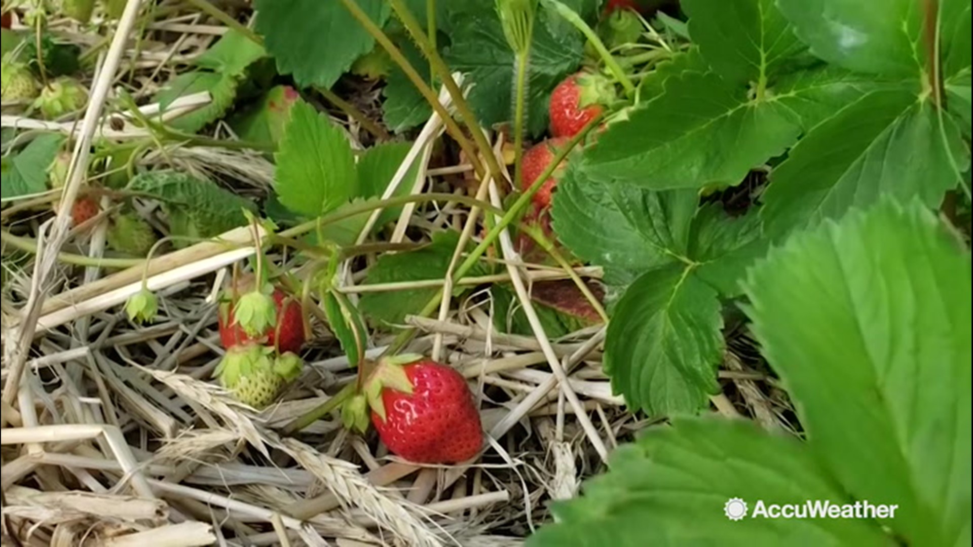 Strawberries are in peak growing season across the country and their flavor is influenced by the weather. AccuWeather's Kena Vernon shows us how it's affecting growers on the east and west coasts.