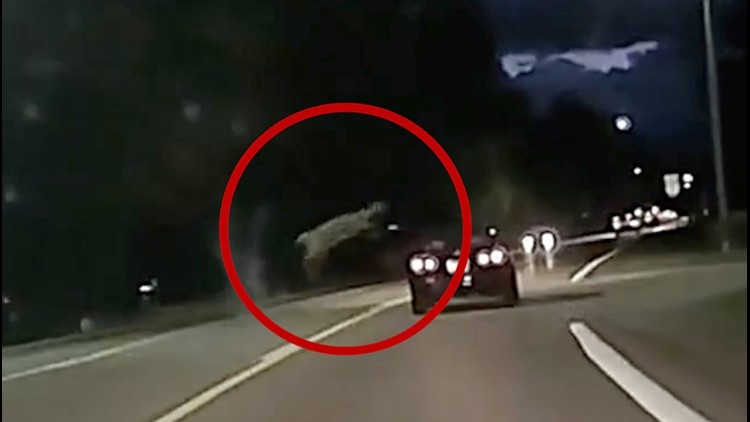 Unbelievable! Police Dashcam Captures Deer Vaulting Over a Car