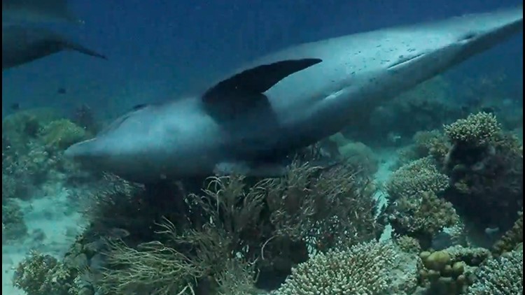 Whoa! Scientists Finally Know Why These Dolphins Are Lining Up to Rub Against Coral