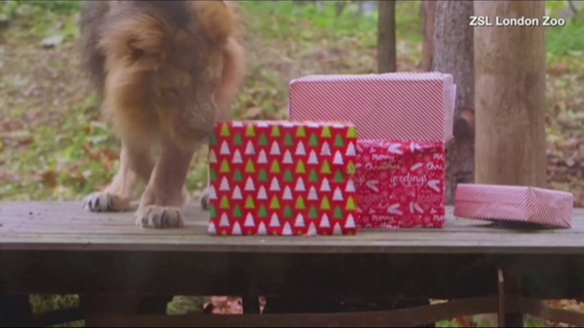 These ZSL London Zoo residents look to be enjoying their Christmas gifts. Buzz60's Keri Lumm shares the sweet video.