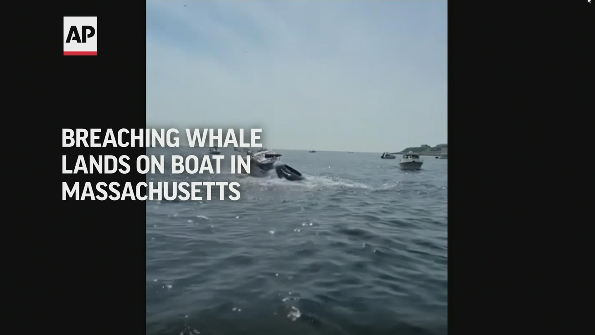 Tourists often take boat tours for a chance to glimpse humpback whales, but this was probably too close for comfort. Plymouth officials said no one was hurt.