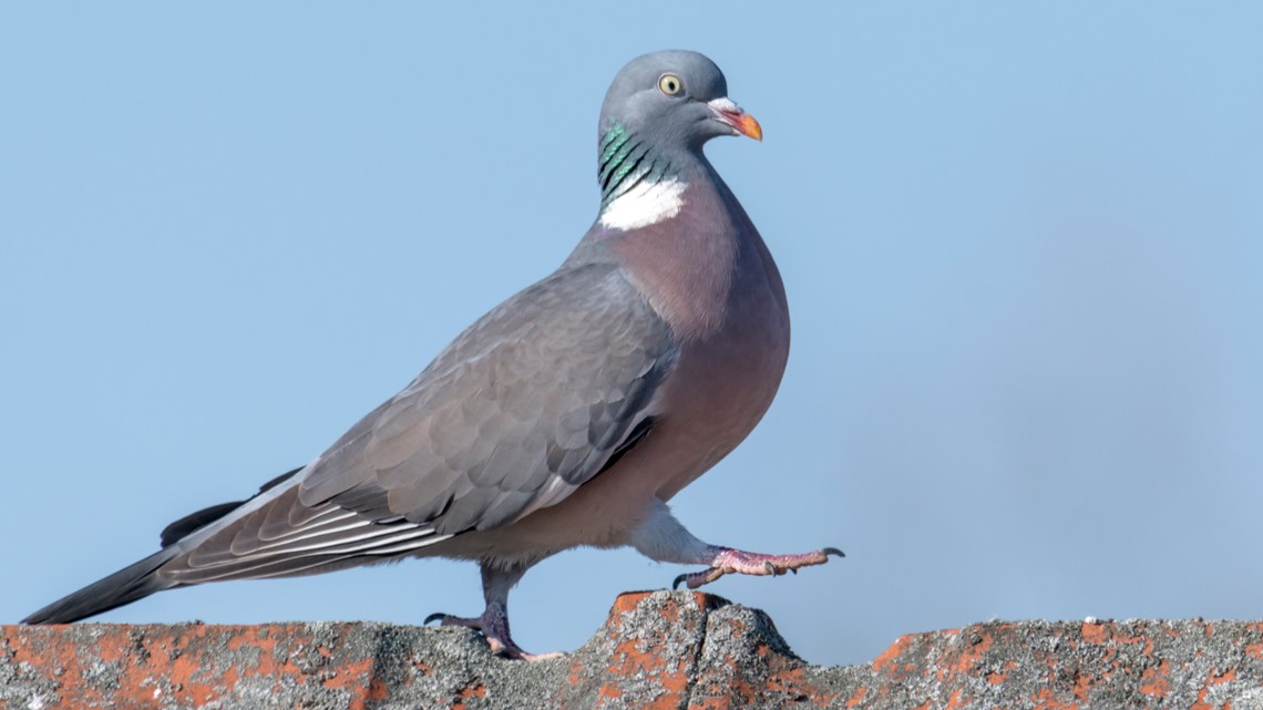 pigeon-poops-on-illinois-lawmaker-discussing-pigeon-poop-problem