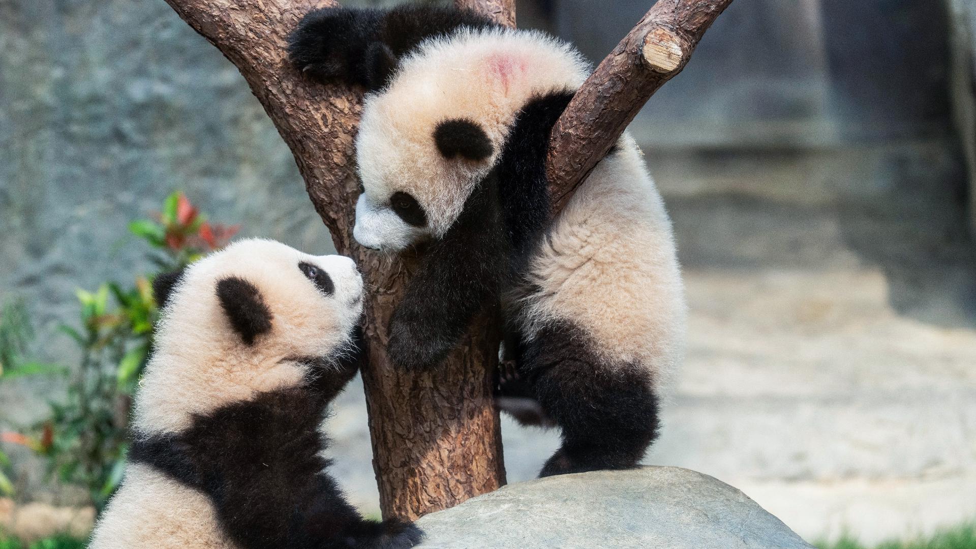 Red Pandas Two giant pandas—Ping Ping and Fu Shuang—arrive in Atlanta on loan from ...