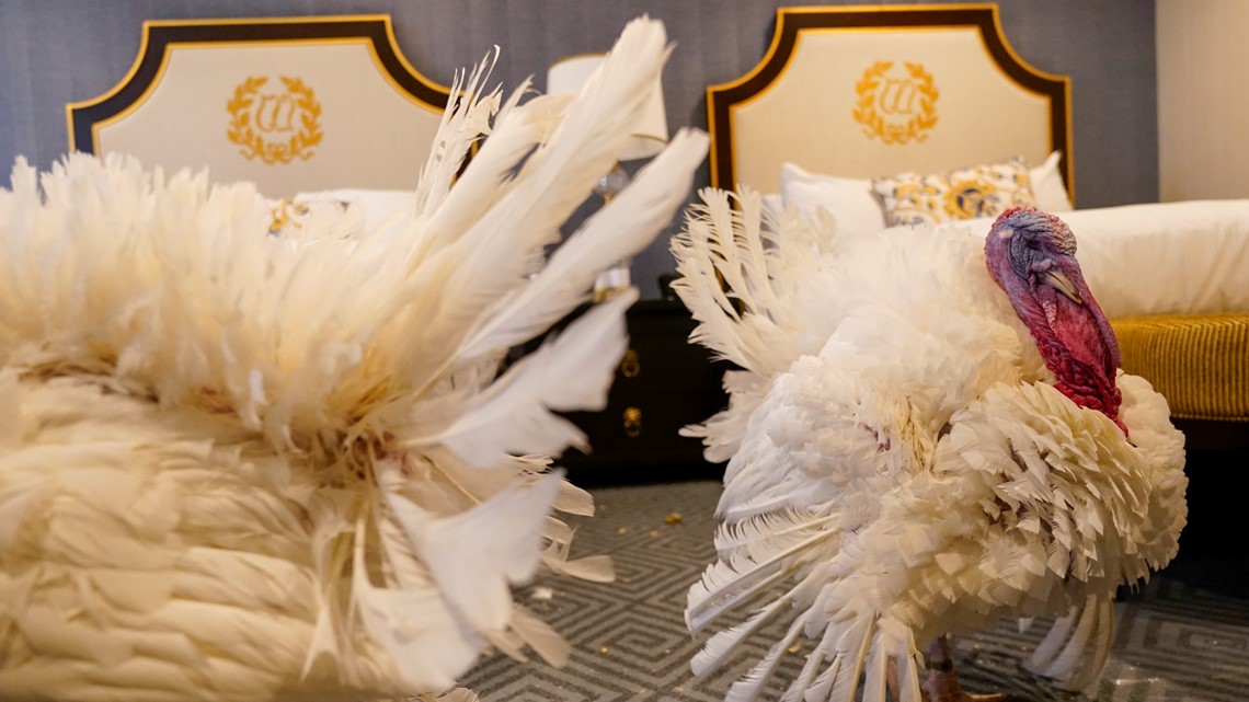 White House turkey pardon 2023: Liberty, Bell ready for pardons - Vimarsana News