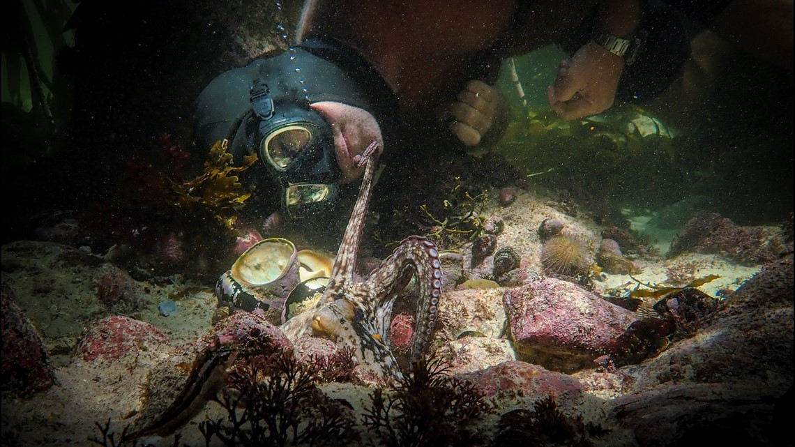 The Oscar goes to: Documentary 'My Octopus Teacher' - Vimarsana News