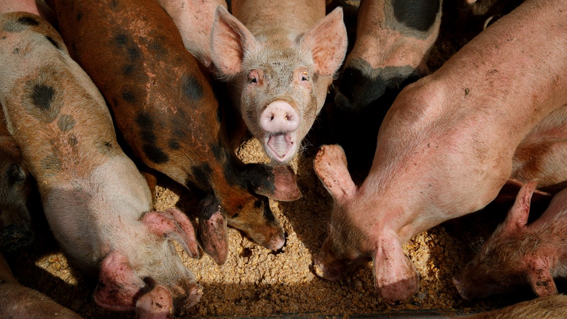 USDA renews warning against traveling with pork products to prevent African swine fever