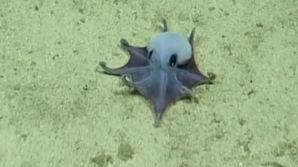 Scientists discovered a new type of octopus. It's bright blue and the size of a golf ball