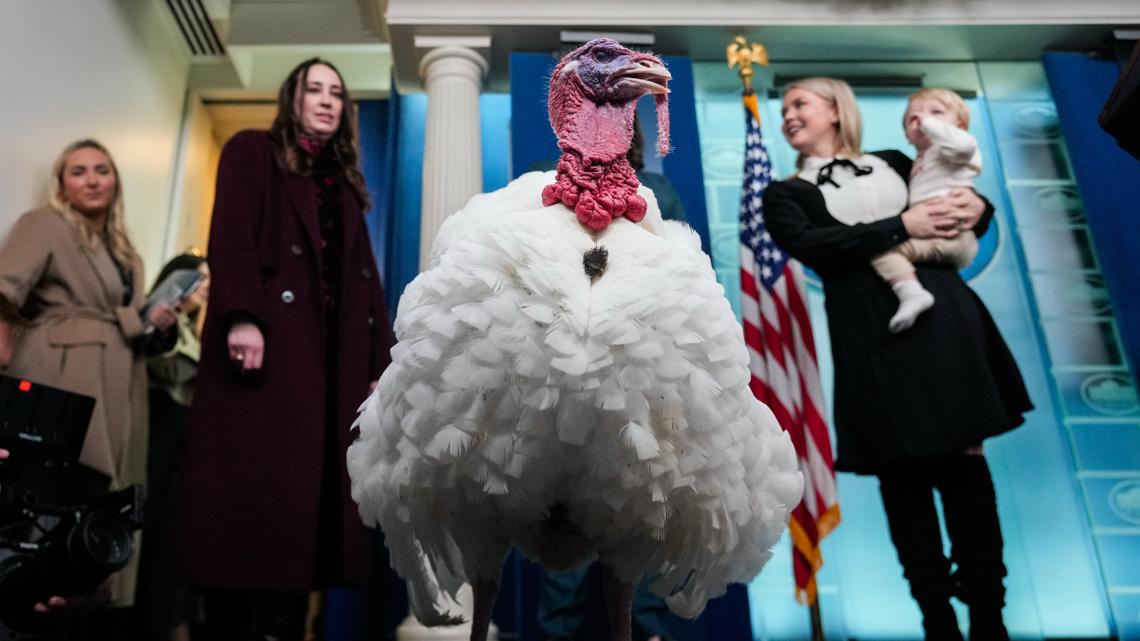 Trump to grant reprieve to 'Waddle' and 'Gobble' in pre-Thanksgiving turkey pardons