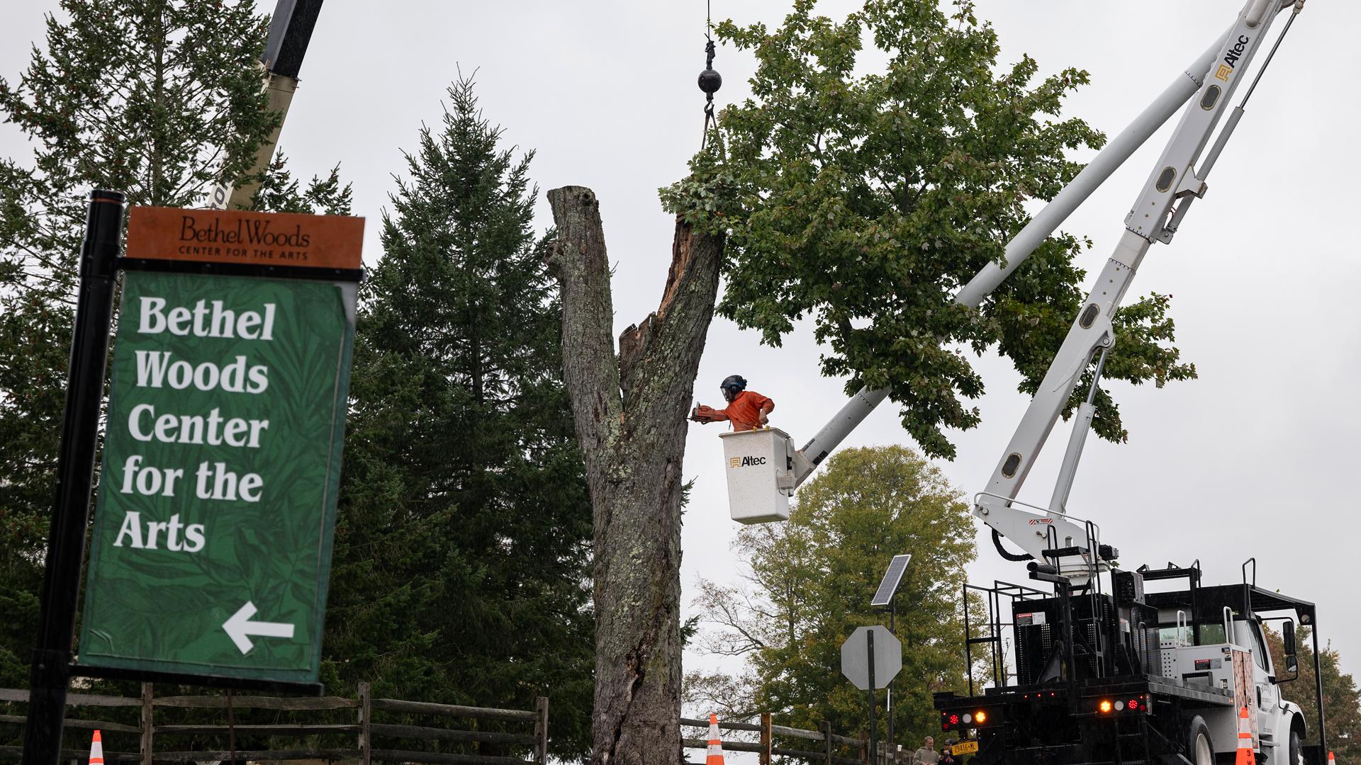 Woodstock's 'Message Tree' cut down over safety concerns