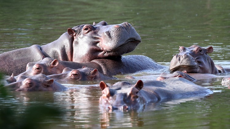 Invasive hippo population growing near Pablo Escobar's ranch