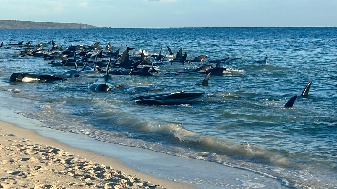 Dozens of whales beach on western Australia coast - Vimarsana News
