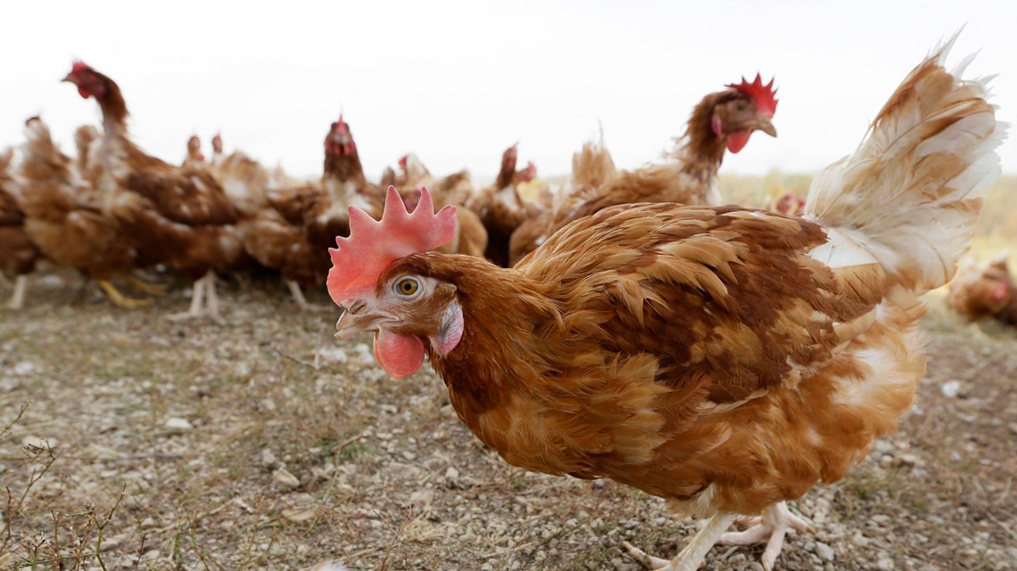 Bird flu costs pile up as outbreak enters year 2 - Vimarsana News