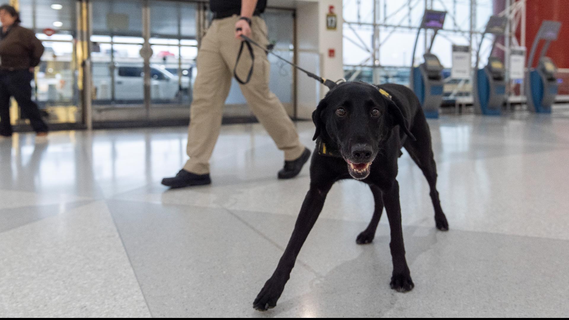 TSA canine calendar 2025 Argo the dog gears up for busy holiday season