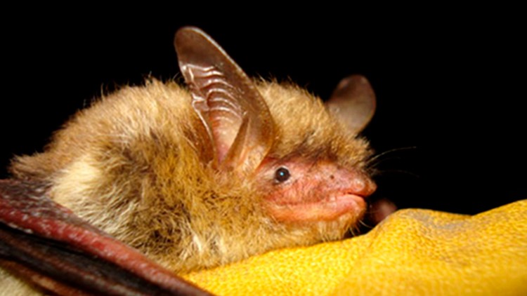 US bat species devastated by fungus now listed as endangered