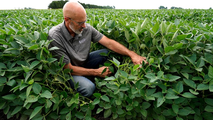 As Ukraine food crisis continues, US farmers could plant more crops