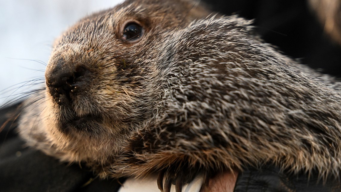 When is groundhog day? | 13wmaz.com - Vimarsana News