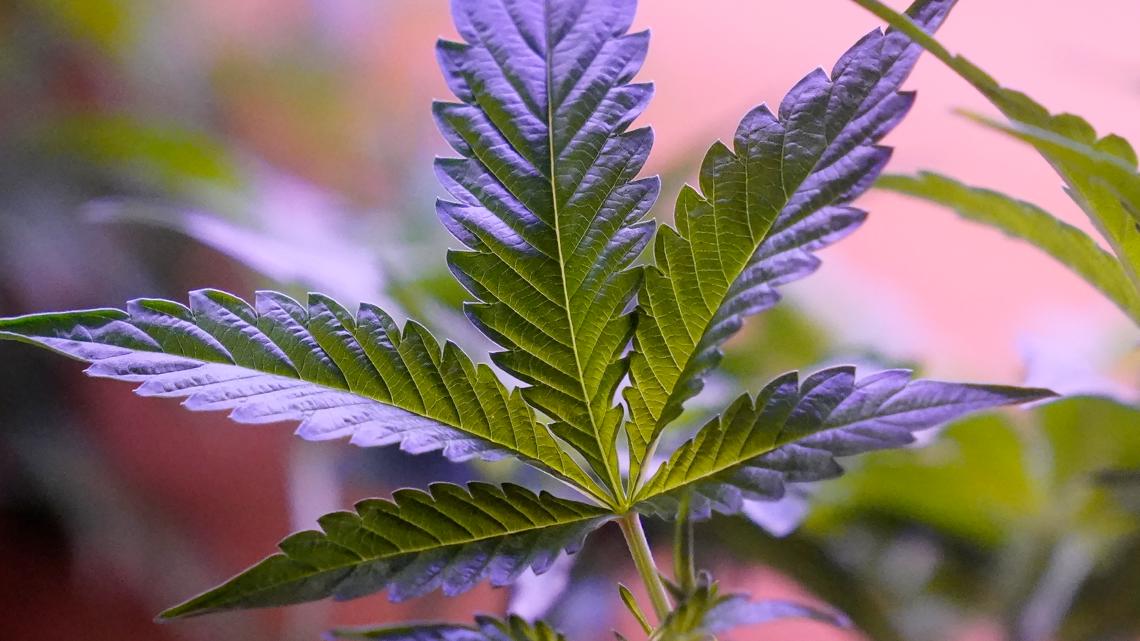 With US reclassifying medical marijuana, is it now legal across the country?