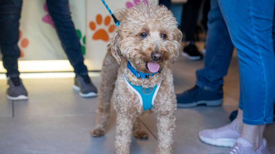 Golden doodle abandoned at Las Vegas airport finds new home with responding officer