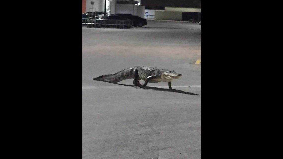 Watch: Shopper finds 8-foot alligator on Walmart parking 