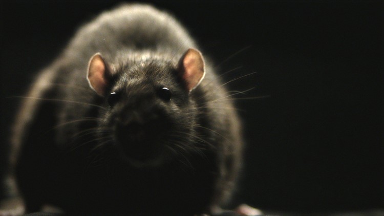 Argentinian Police Officers Claim Mice Ate Half Ton of Missing Marijuana Argentinian Police Officers Claim Mice Ate Half Ton of Missing Marijuana