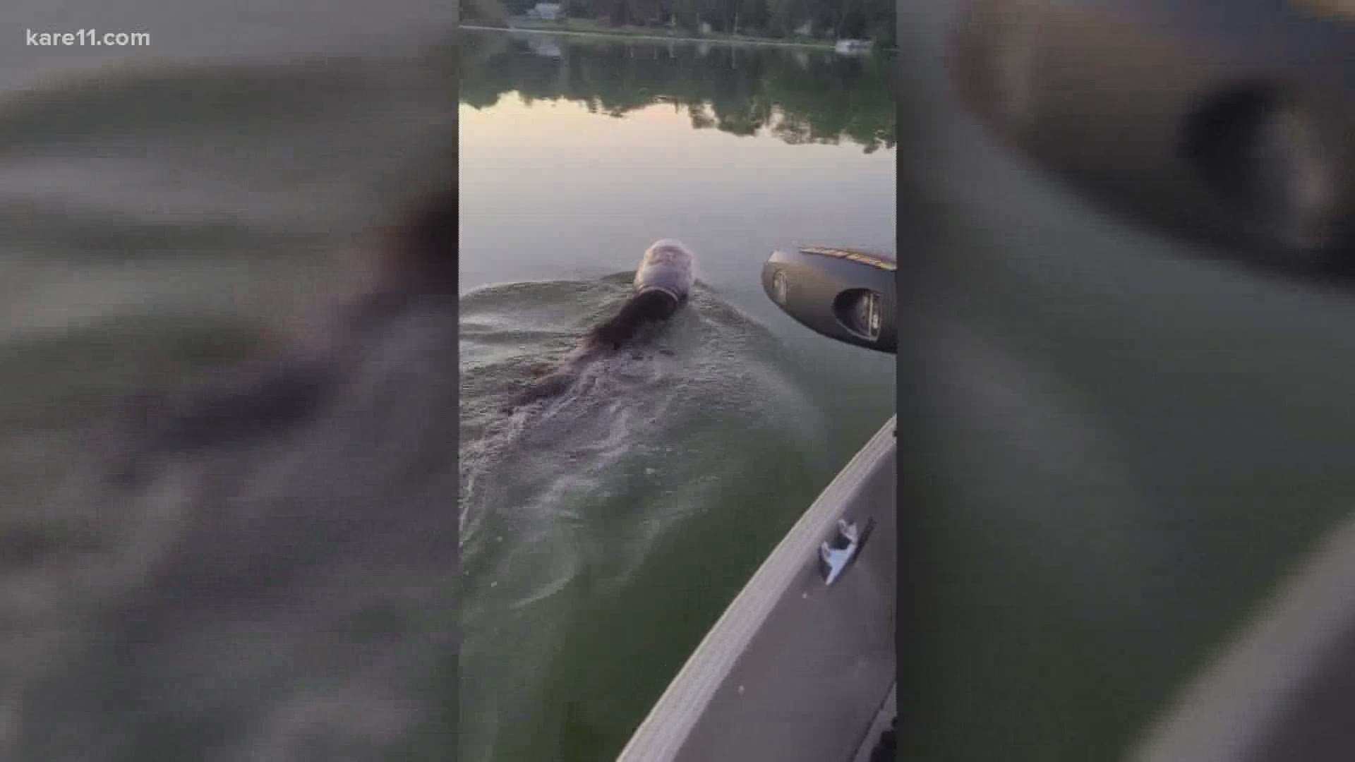 Boaters were able to pull the Cheese Balls container off this swimmer's head