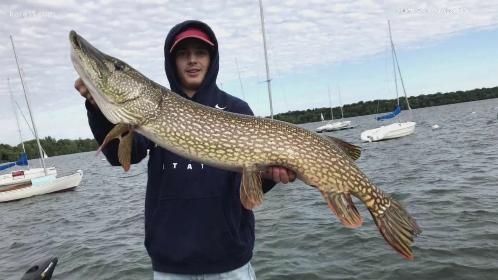 Dedicated angler Charles Hansen and a buddy were on Lake Harriet Tuesday when Charles tied into a northern pike that was one for the ages.