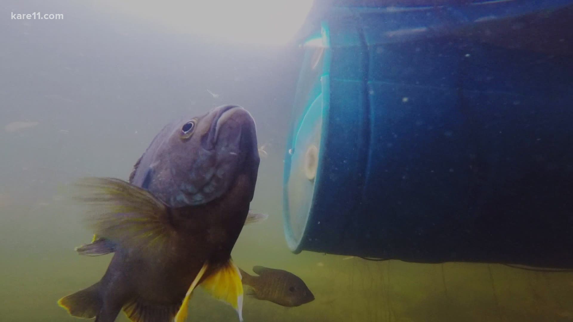 'Greenie' the sunfish waits by the dock for Holly Jorgensen, swims with her and jumps out of the water for treats