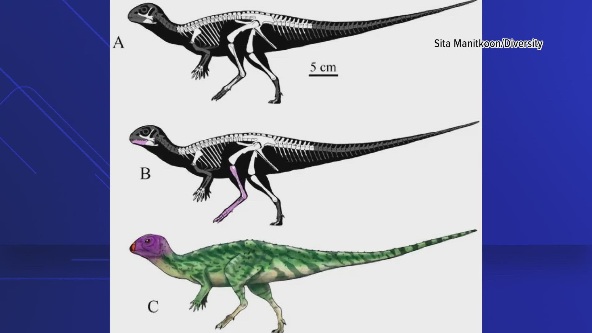 The scientists said the skeleton of minimocursor phunoiensis is "one of the best-preserved dinosaurs ever found in Southeast Asia".