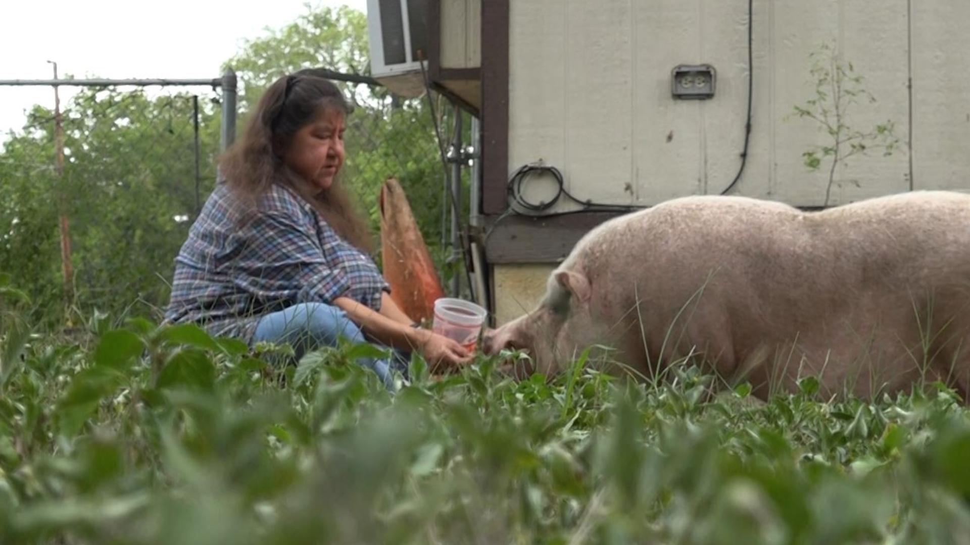 Neighbors are now looking for someone to sweep this swine off her feet.