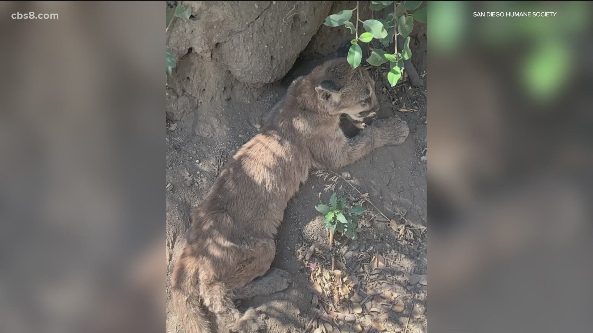 Mountain Lion Cub Saved By San Diego Humane Society S Project Wildlife Firefighters 13wmaz Com