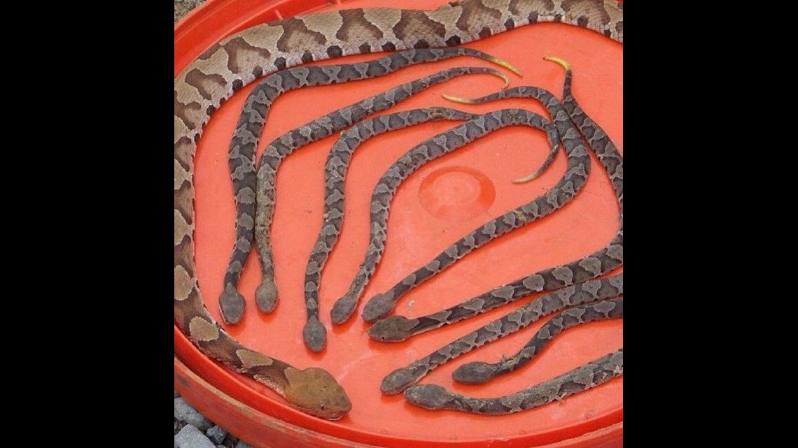 Beware Copperhead Snake Birthing Season Is September 13wmaz Com
