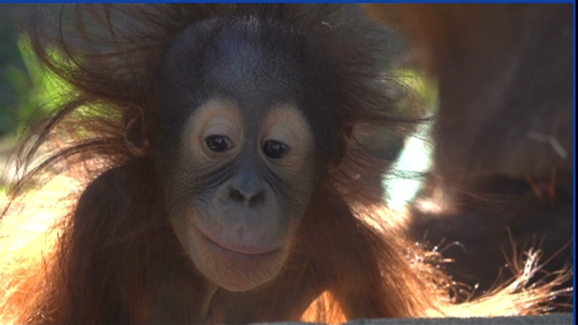 Through April 30 a portion of sales from Wine by Joe’s Pinot Noir and Pinot Gris will go to the Oregon Zoo Foundation’s orangutan conservation efforts.