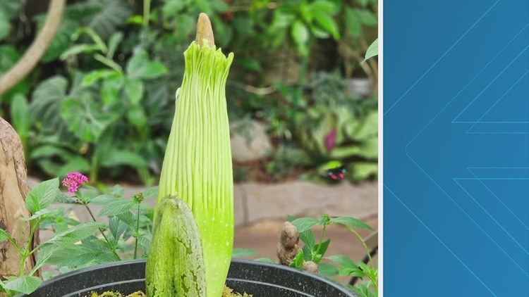 Smell ya later? Houston Museum of Natural Science corpse flower about to bloom