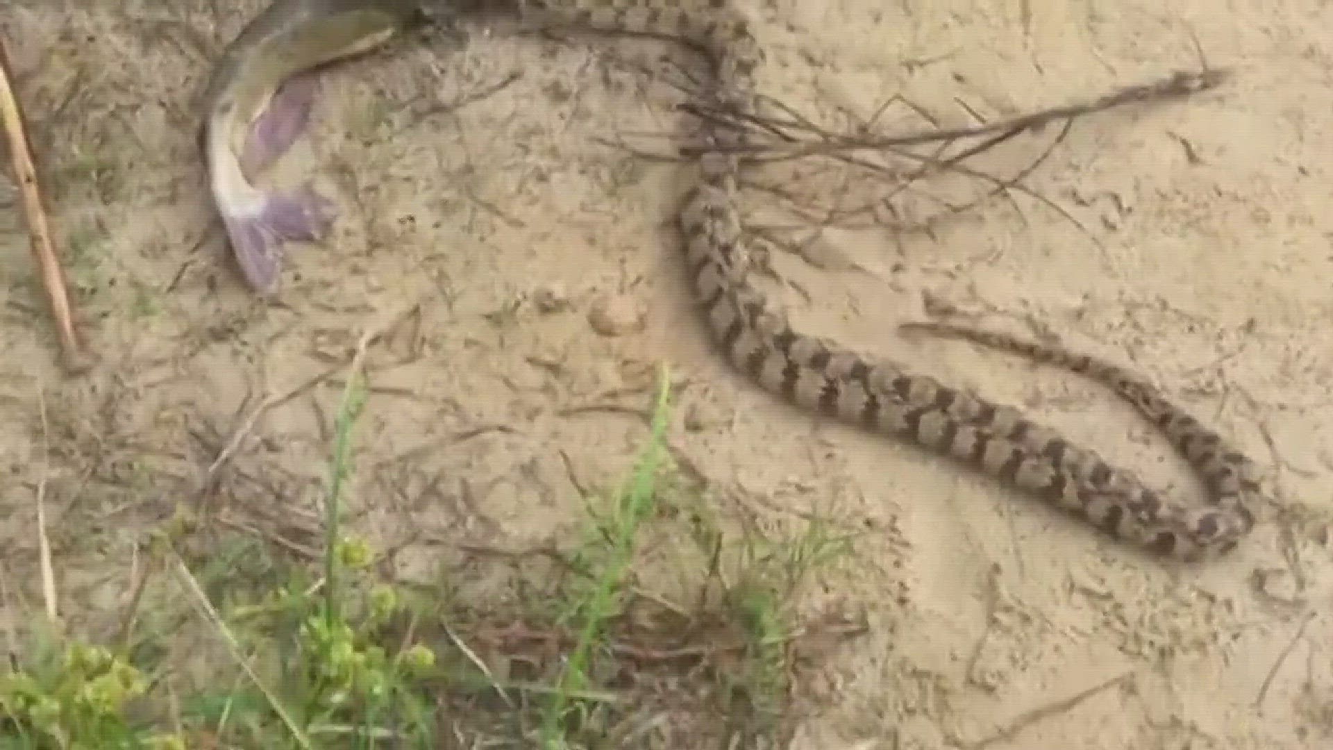 A KHOU 11 viewer shared video Monday of her 10-year-old son fighting with a snake over a fish!
