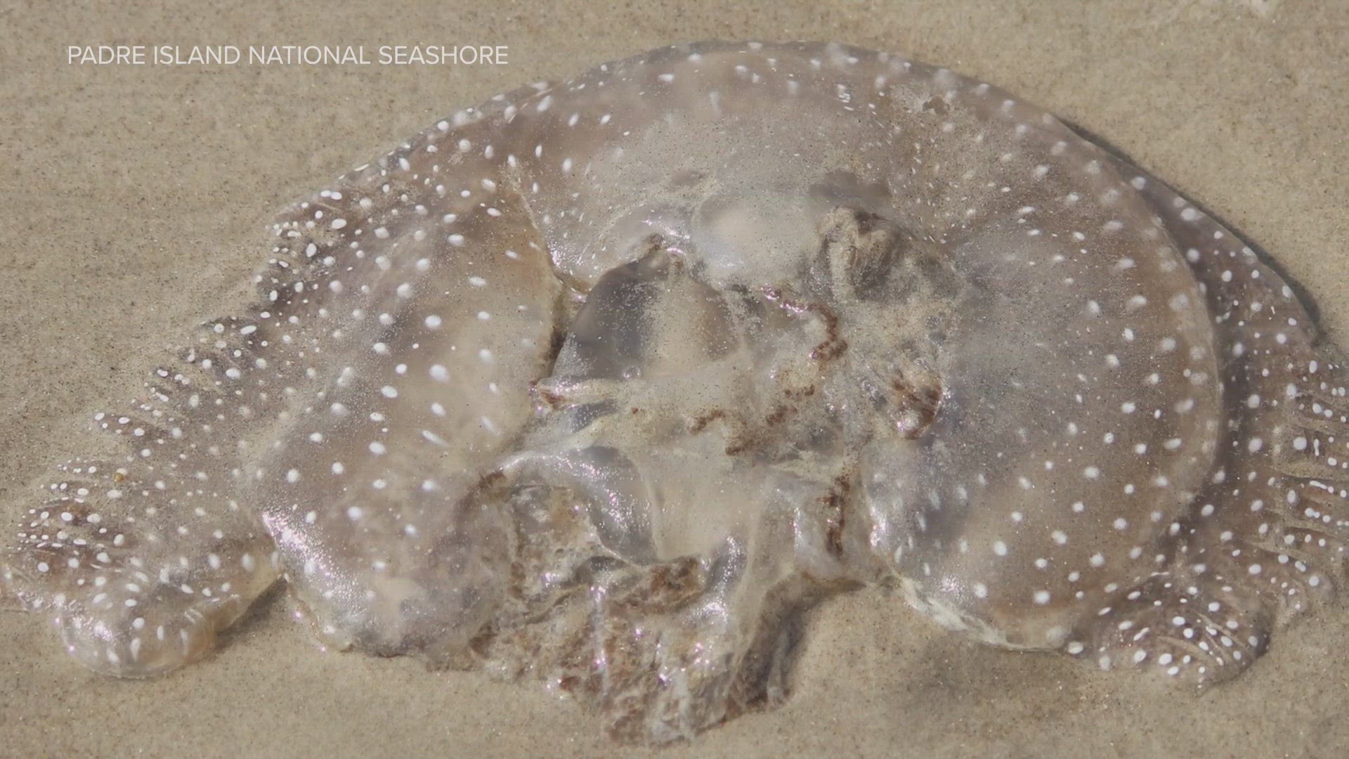 A huge jellyfish species that's native to Australia was spotted in Texas.
