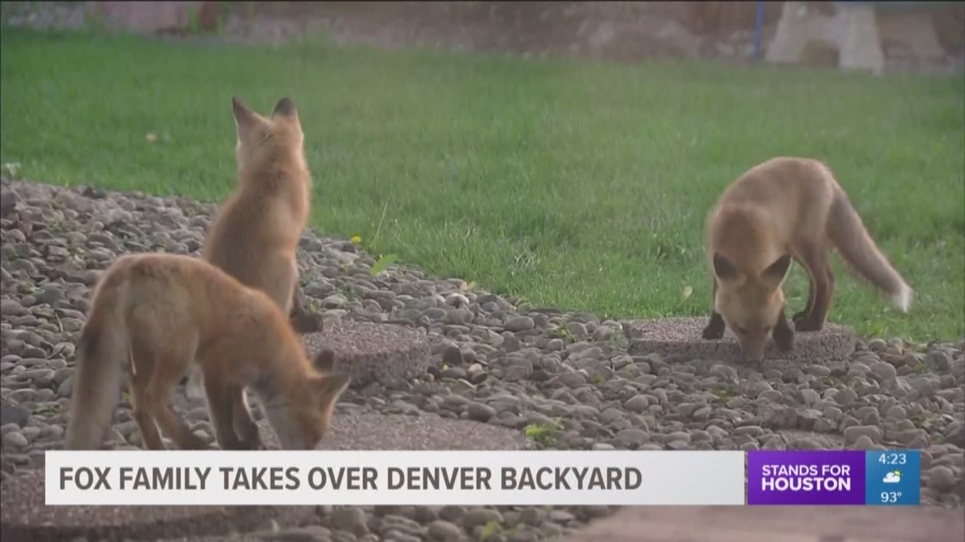 A family of 11 foxes take over the backyard of a Denver home each night and the owner says at first he was excited but then he began to get overwhelmed.