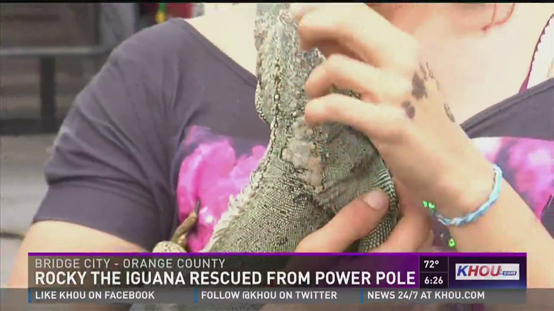 Sarah Wion, who has owned her pet iguana, Rocky, for eight years said that the lizard went missing a couple of days earlier. When she came home Sunday from church, she noticed Rocky at the top of the power line next to her house.