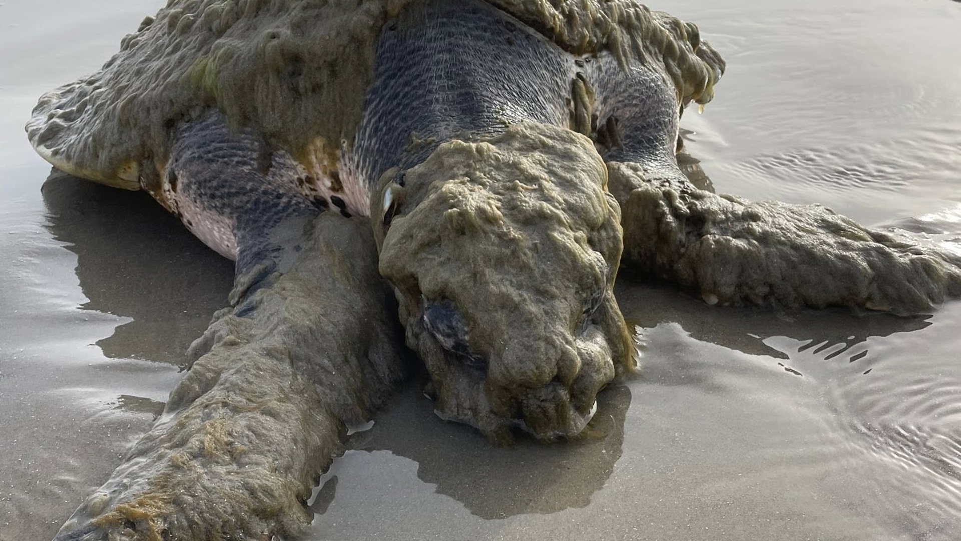 Endangered sea turtle recovering after being stranded on Texas beach ...