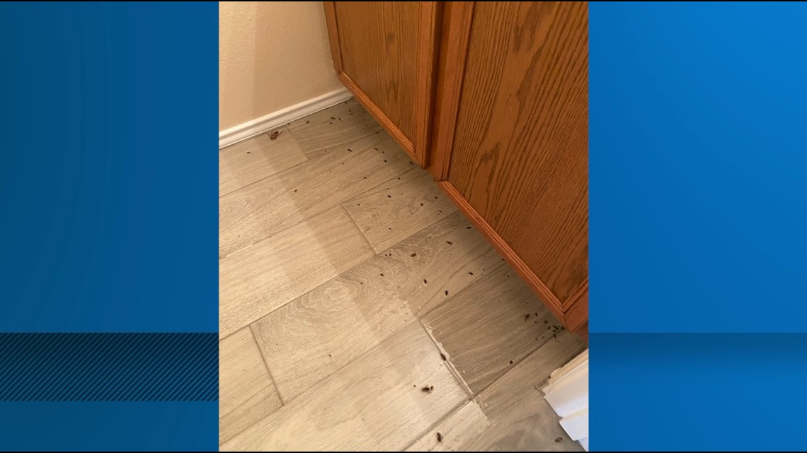 How to get rid of bugs inside your home | 13wmaz.com