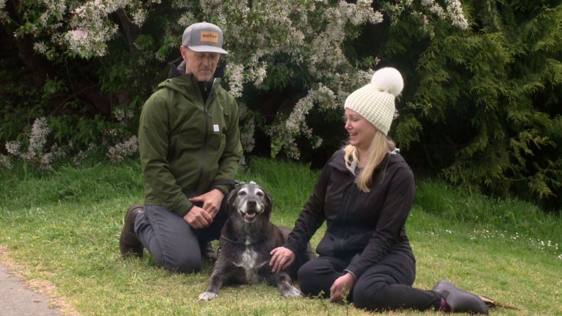 Viral Burien dog finds love after loss - Vimarsana News