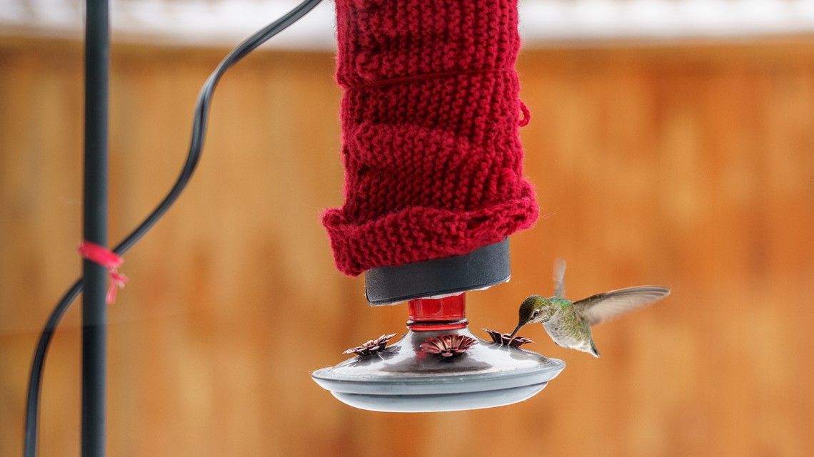How to keep hummingbird feeder warm in winter