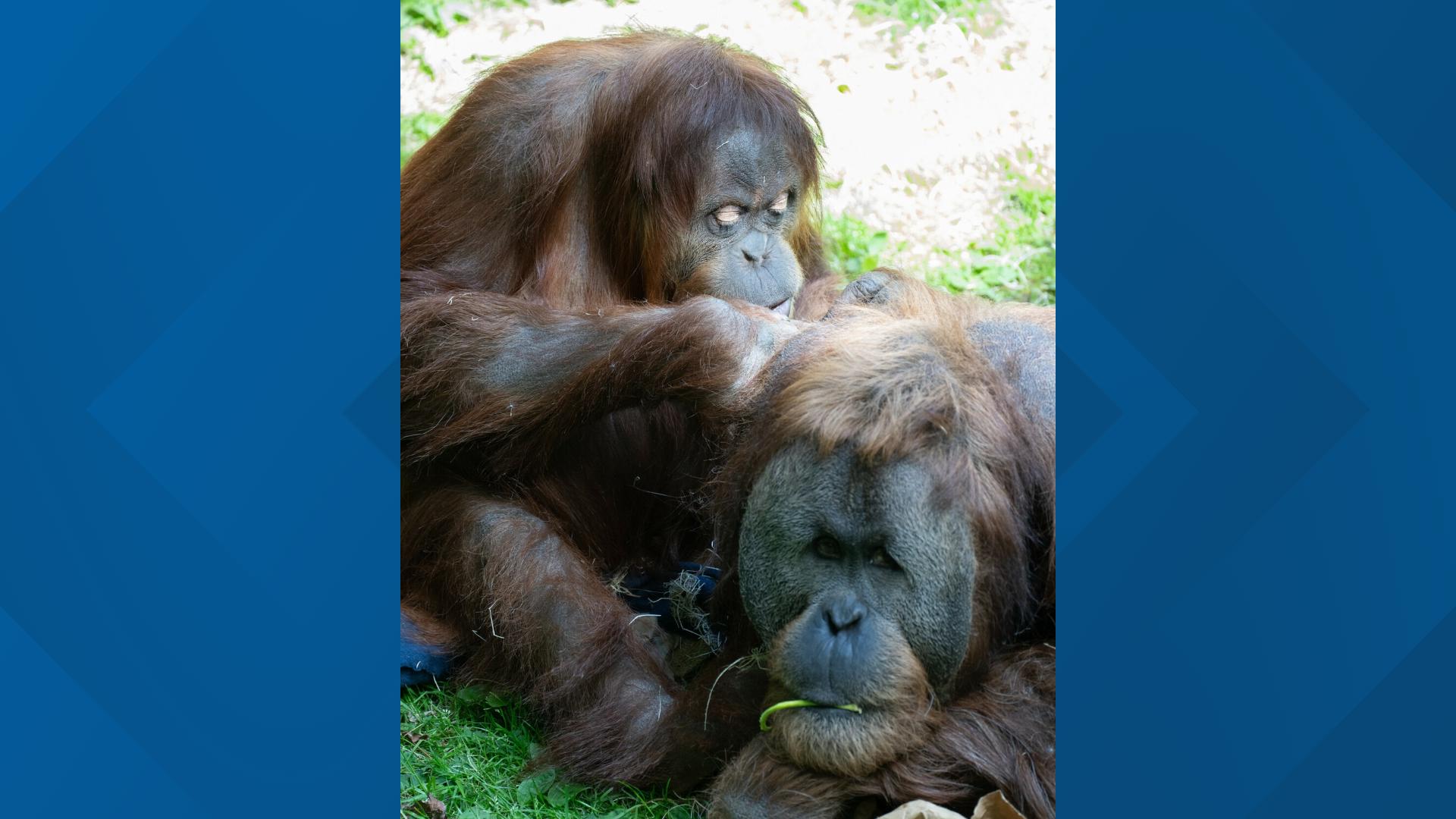 Woodland Park Zoo expecting first orangutan baby in 35 years | 13wmaz.com