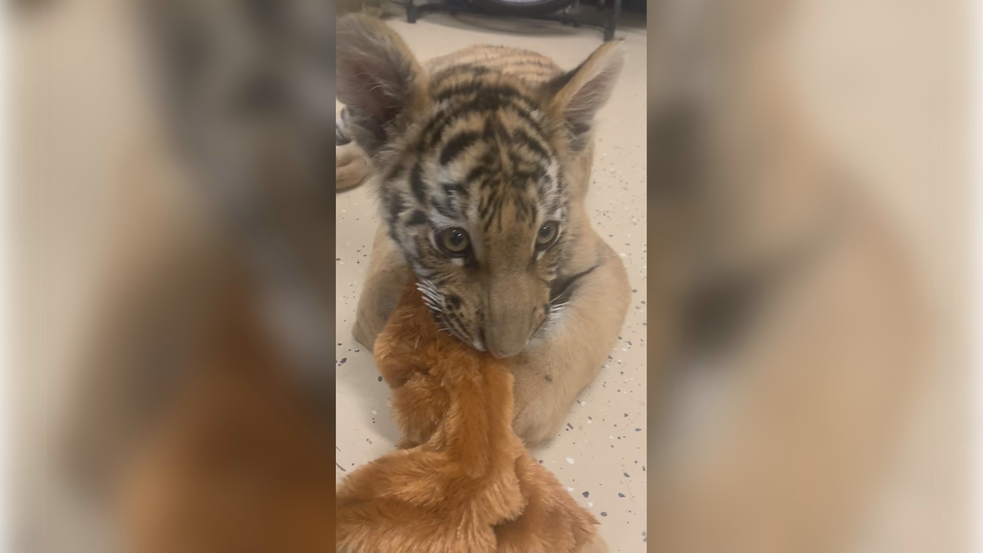 Southwest Wildlife Conservation Center officials said the cub now lives in a special enclosure in Scottsdale, where she is getting the care it needs.