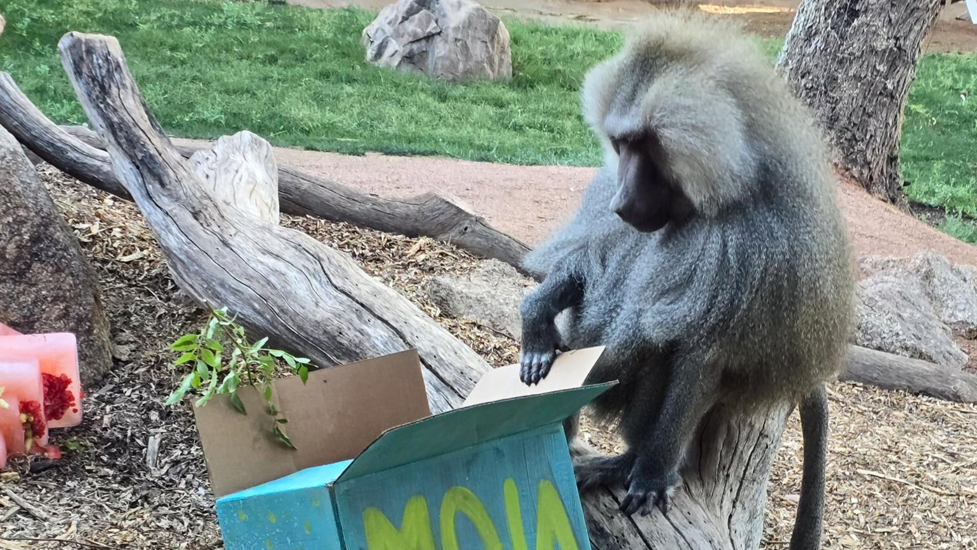 Meet Moja, a baboon at the Phoenix Zoo turning 24 years old