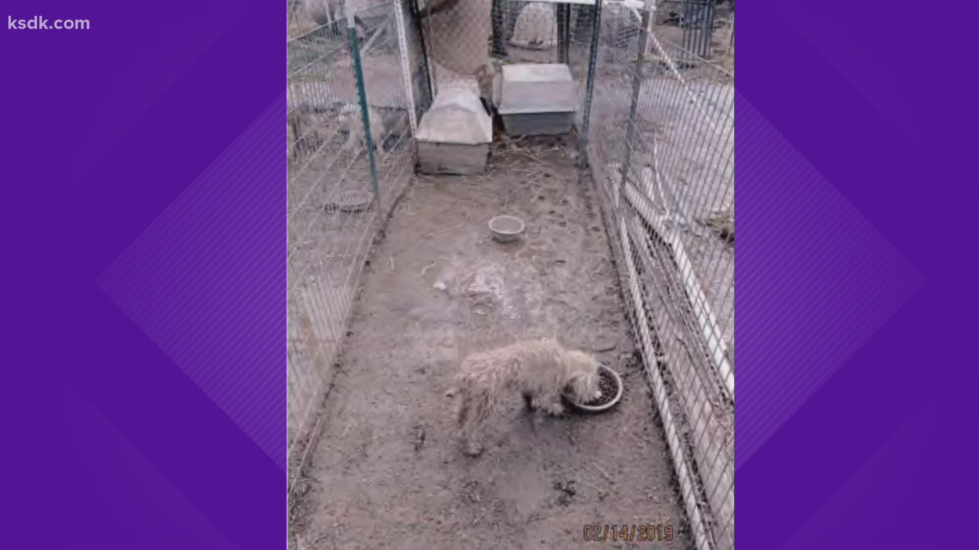 Missouri dog breeder charged with animal cruelty