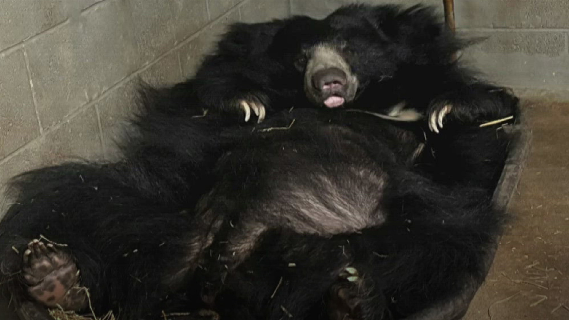 Little Rock Zoo's sloth bear prepares to welcome cubs | 13wmaz.com