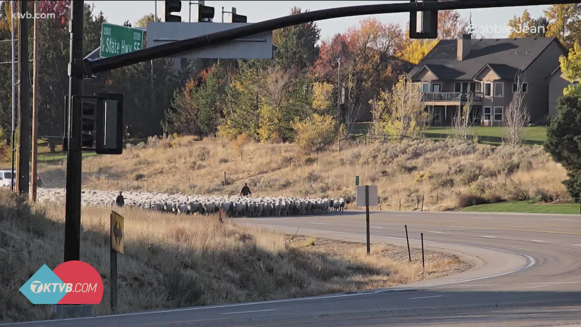 Eagle police had to help out with a BAAA-d traffic jam on Highway 55 Tuesday morning.